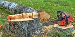 Best Root Management and Removal  in Tazewell, VA