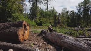 Best Tree Preservation Services  in Tazewell, VA
