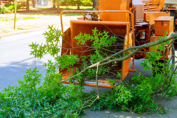 Best Leaf Removal  in Tazewell, VA
