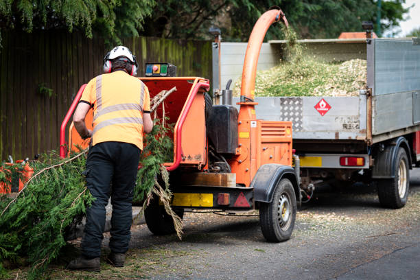 Best Tree and Shrub Care  in Tazewell, VA