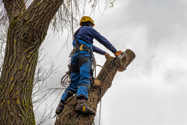How Our Tree Care Process Works  in  Tazewell, VA