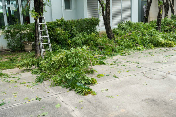 Best Tree Disease Treatment  in Tazewell, VA