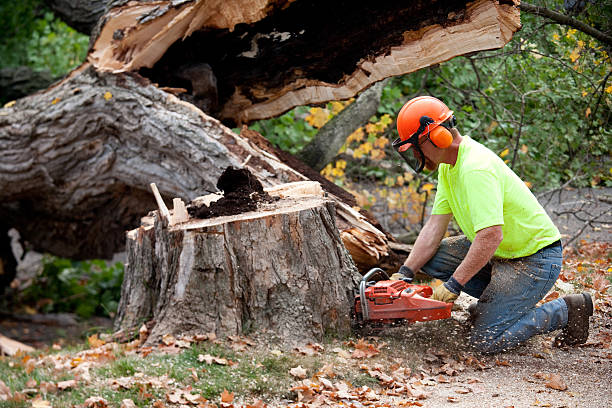 Best Tree Trimming and Pruning  in Tazewell, VA