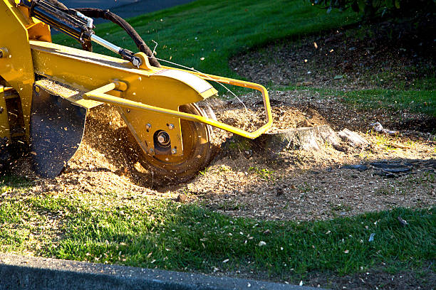 Best Tree Maintenance Programs  in Tazewell, VA