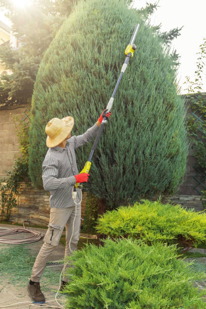 Best Emergency Tree Removal  in Tazewell, VA