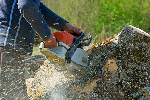 Trusted Tazewell, VA Tree Services Experts