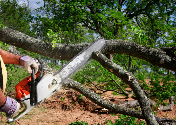 Best Lot and Land Clearing  in Tazewell, VA