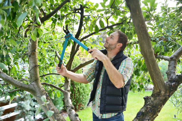 Best Tree Risk Assessment  in Tazewell, VA